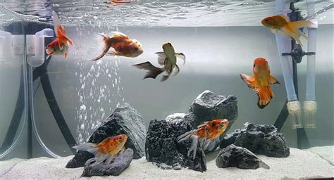 goldfish aquarium decor|goldfish tank ornaments.